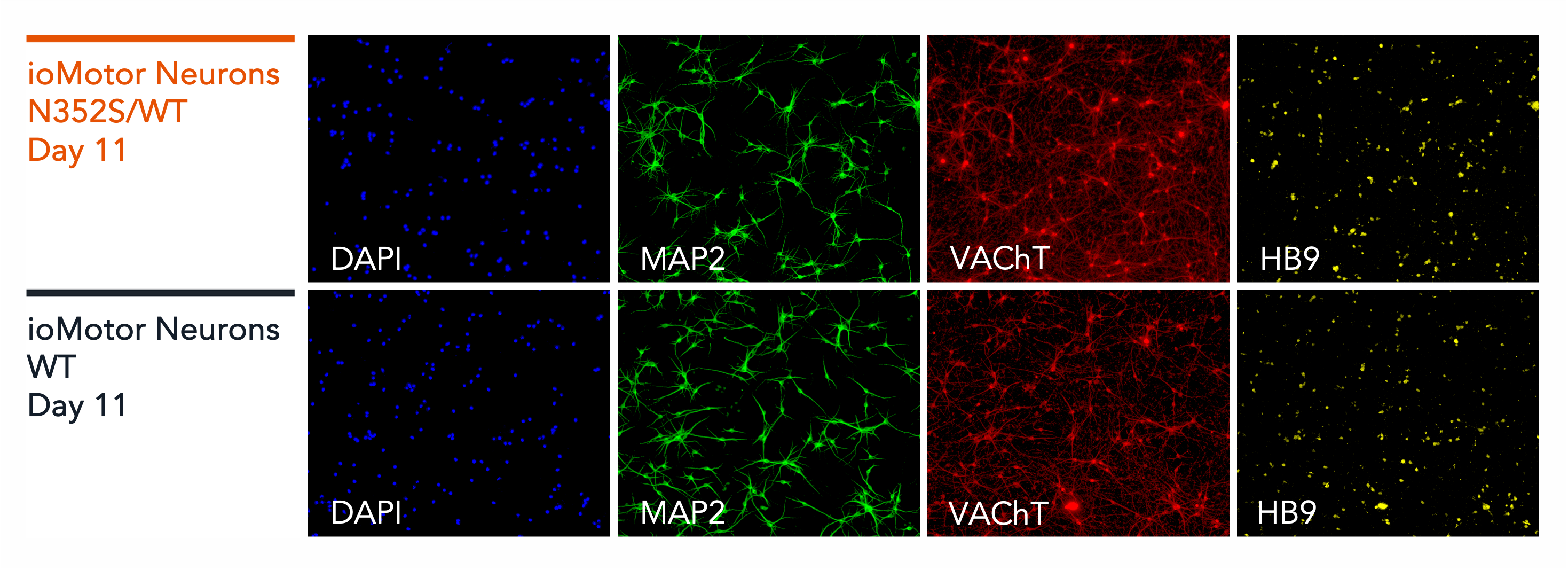 Motor Neurons TDP-43 N352S/WT| ioCells